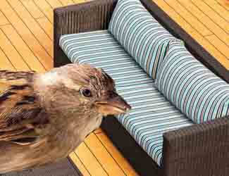 how to keep birds off of outdoor furniture