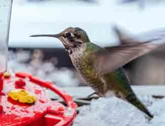 what feeders attract the most hummingbirds