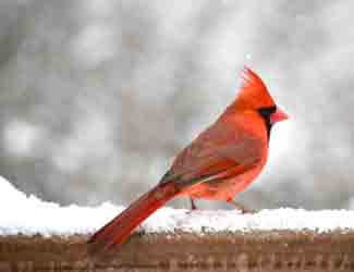 do birds get cold do birds get cold