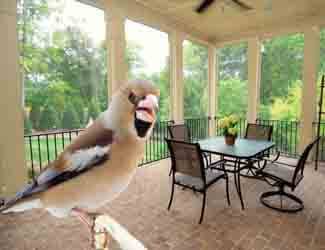 how to keep birds off patio deck