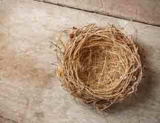 what happens when you disturb a birds nest