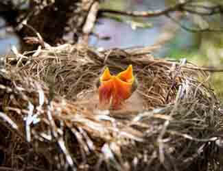 do birds abandon their babies