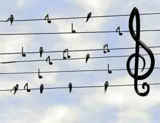 do birds like music do birds like music