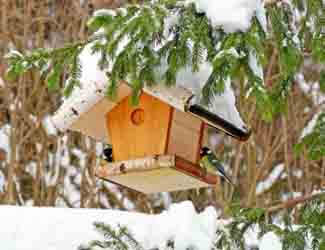how do you attract birds to a feeder in winter