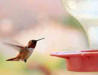 what to feed hummingbirds
