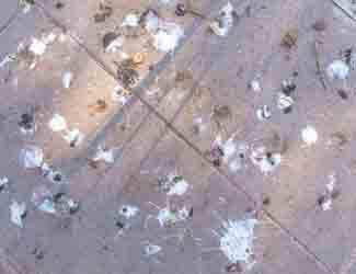 facts about bird poop facts about bird poop