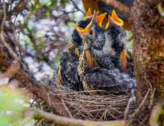 how long do baby birds stay in the nest
