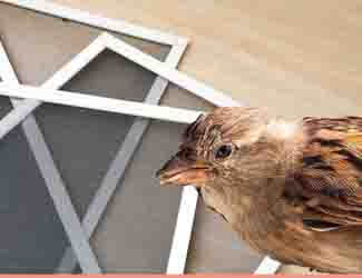 keep birds from pecking at screen