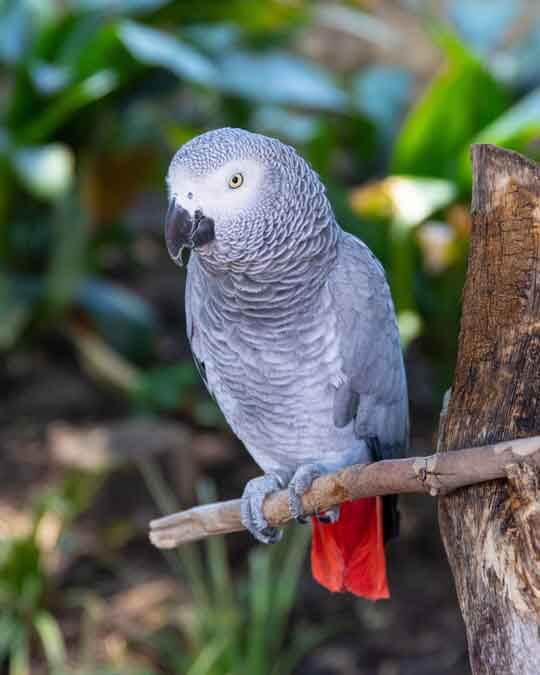 african grey parrot looking for some fun african gray parrot