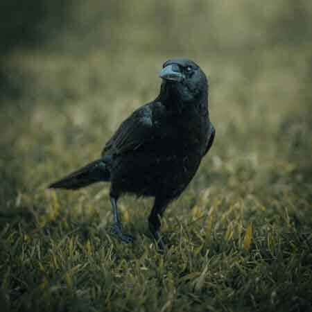 american crow american crow