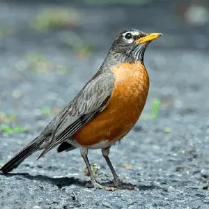 a curious american robin american robin