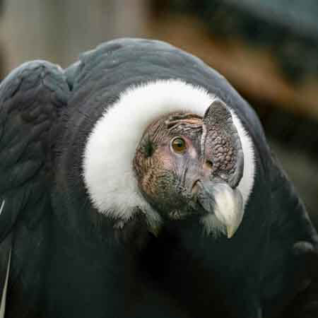andean condor andean condor