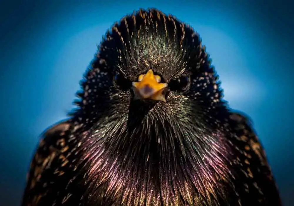 How To Scare Away Unwanted Birds 5 Powerful Tips