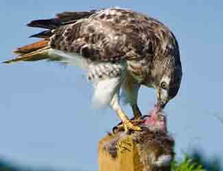 hawk eating it's kill are hawks scavengers or predators