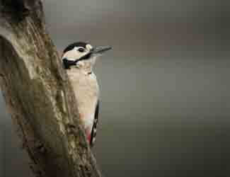 woodpecker perched on tree are woodpeckers endangered