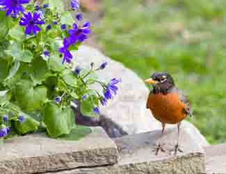 robin in the garden how to attract robins to house or garden