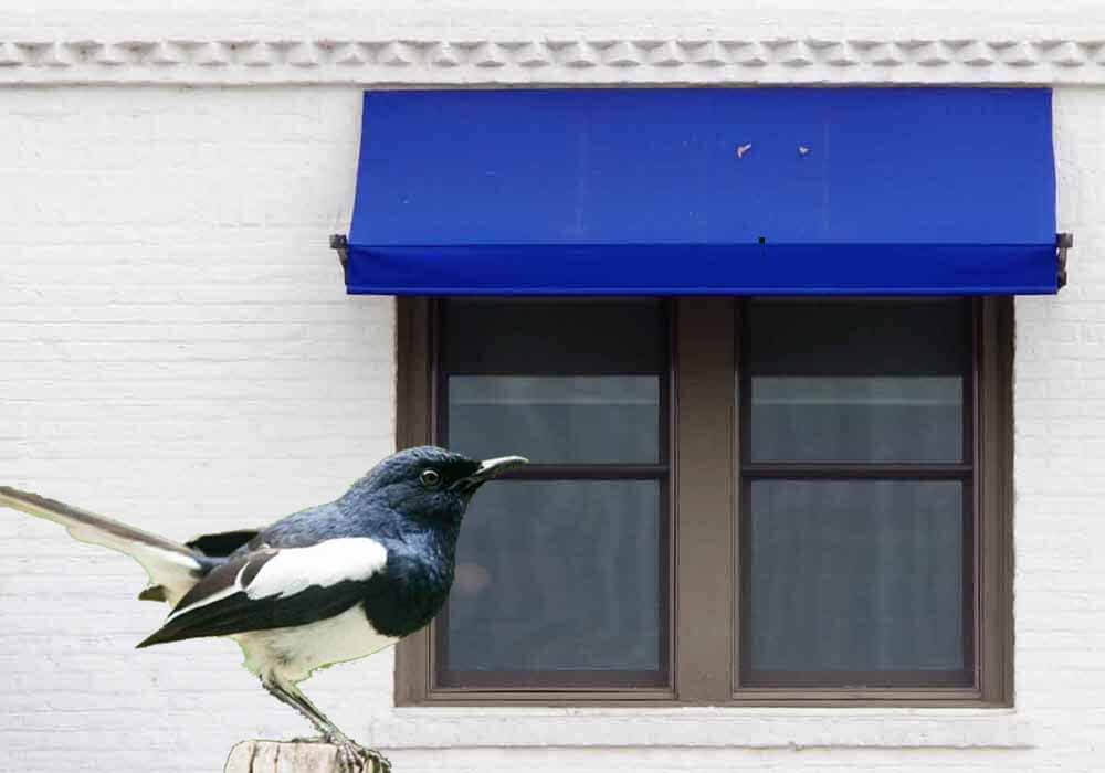 How To Stop Birds From Nesting In Your Awning 6 Great Tips