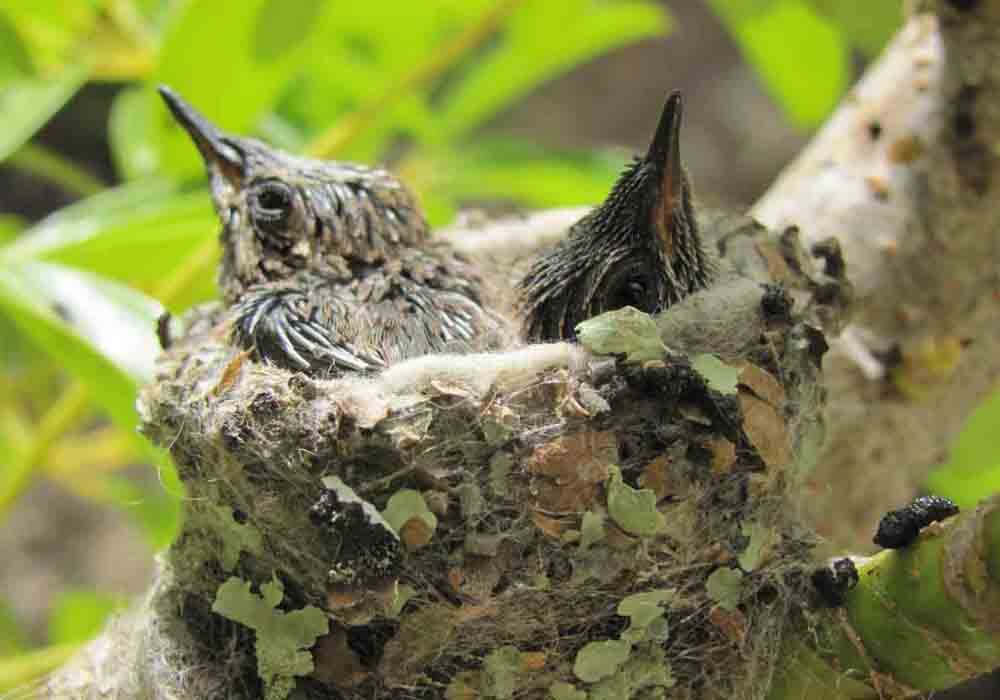 What do baby Hummingbirds eat