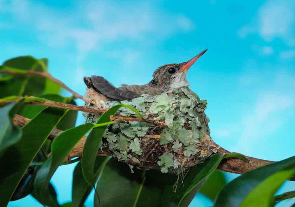 How Long Do Baby Birds Stay In The Nest?