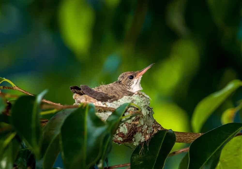 Hummingbird sitting on it's nest When do hummingbirds nest and lay eggs