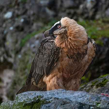 bearded vulture bearded vulture