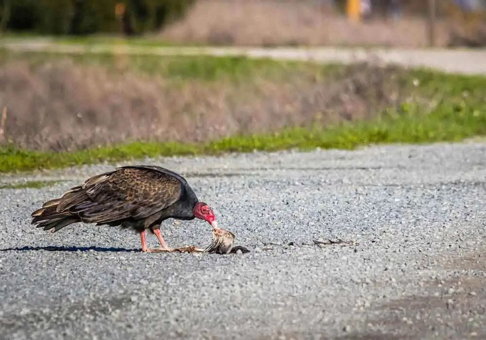 vulture eating roadkill vulture eating roadkill