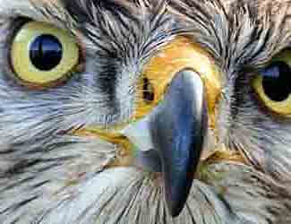 bird of prey bird of prey