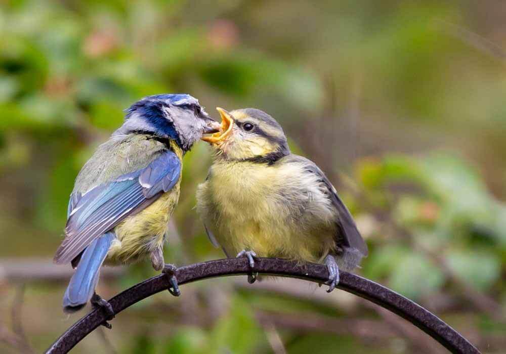a mother bird feeding its baby how mother birds feed their babies