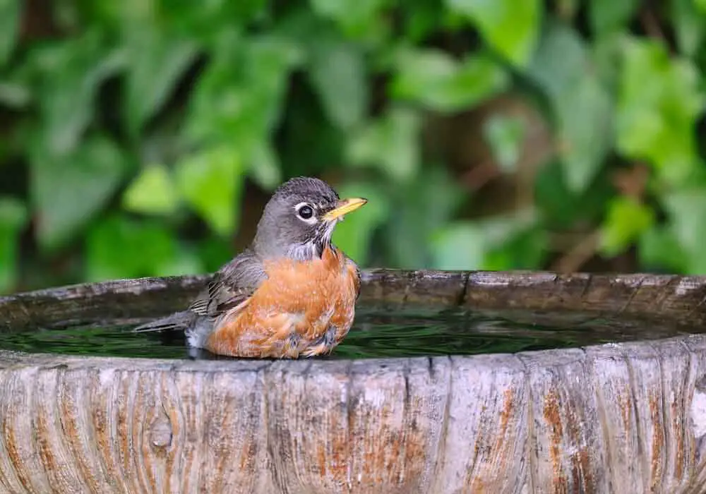 Bird Baths Birds Will Use What Are Their Favorites?
