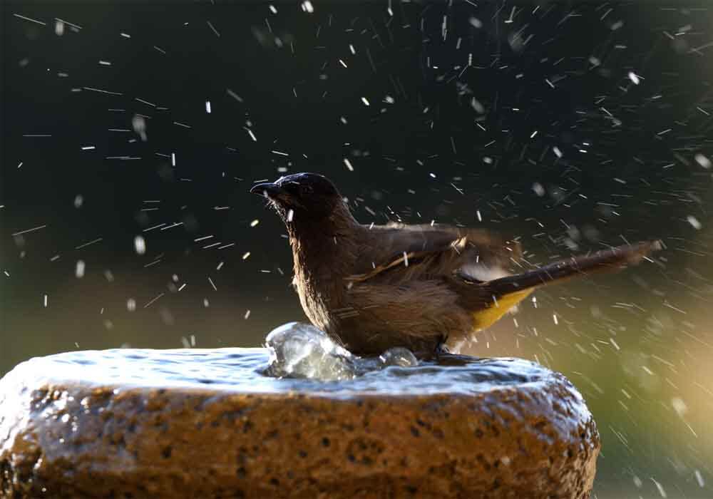 best moving water birdbath
