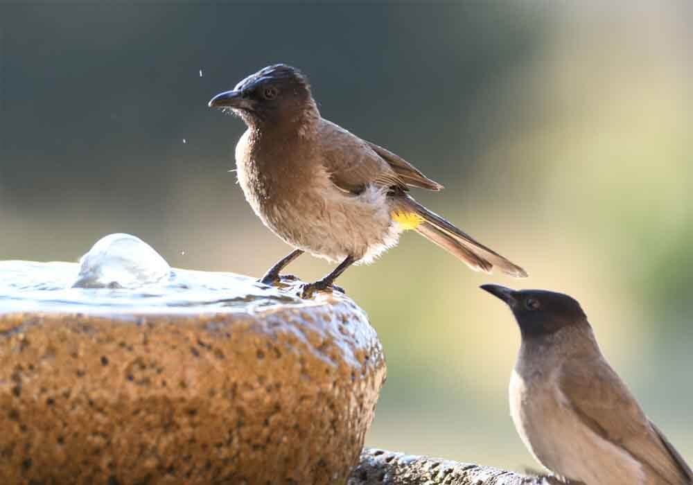 How To Attract Birds To My Bird Bath 14 Helpful Hacks