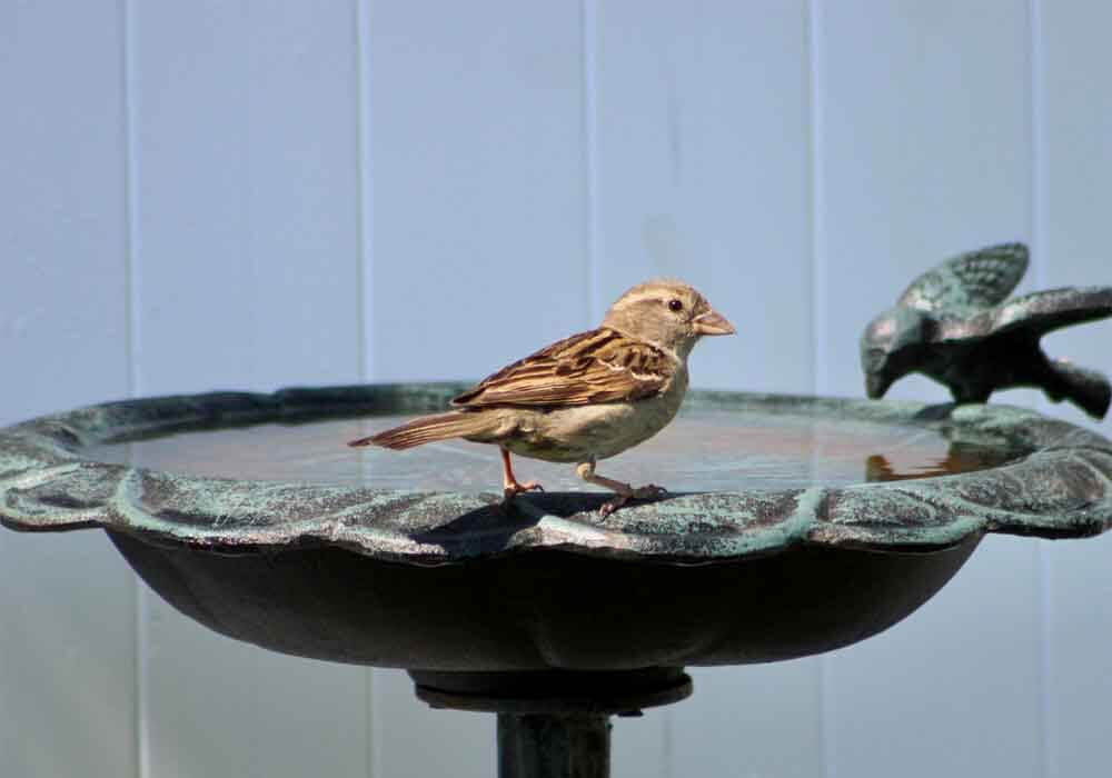 Are Bird Baths Good Or Bad For Birds? Are They Healthy?