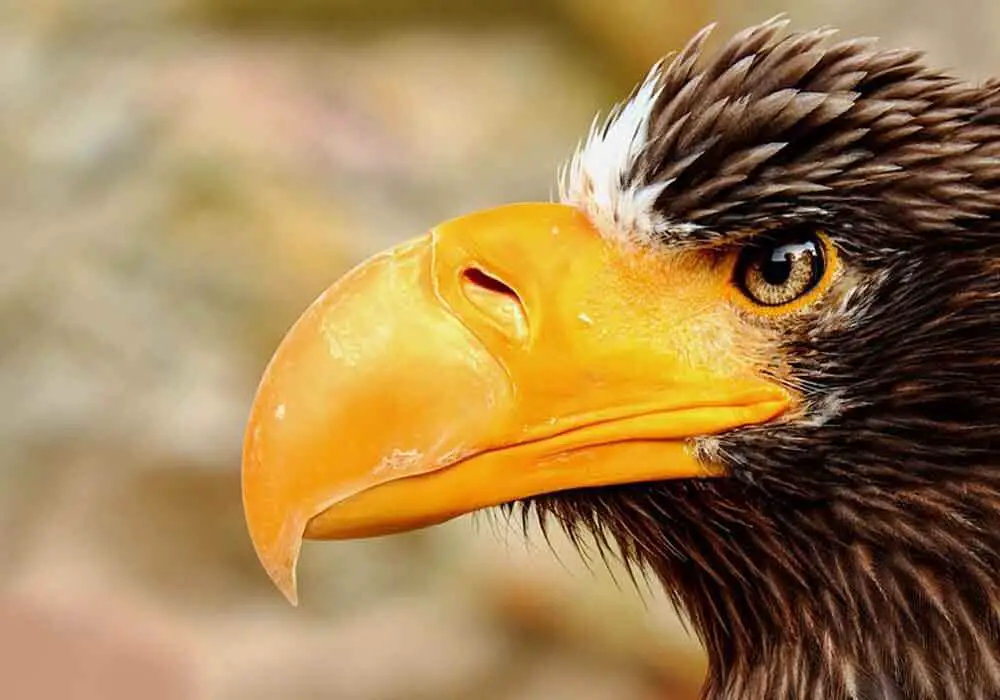 Why Do Birds Have Beaks Instead Of Teeth?