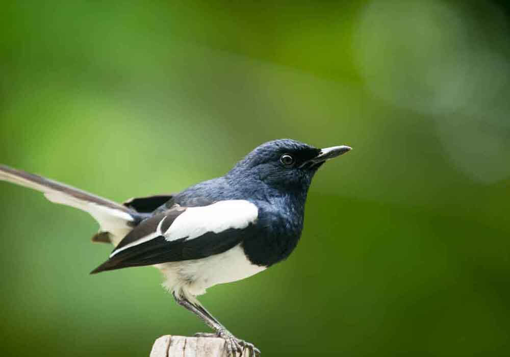 Why Are Birds Important To Humans, Ecosystem & Environment?