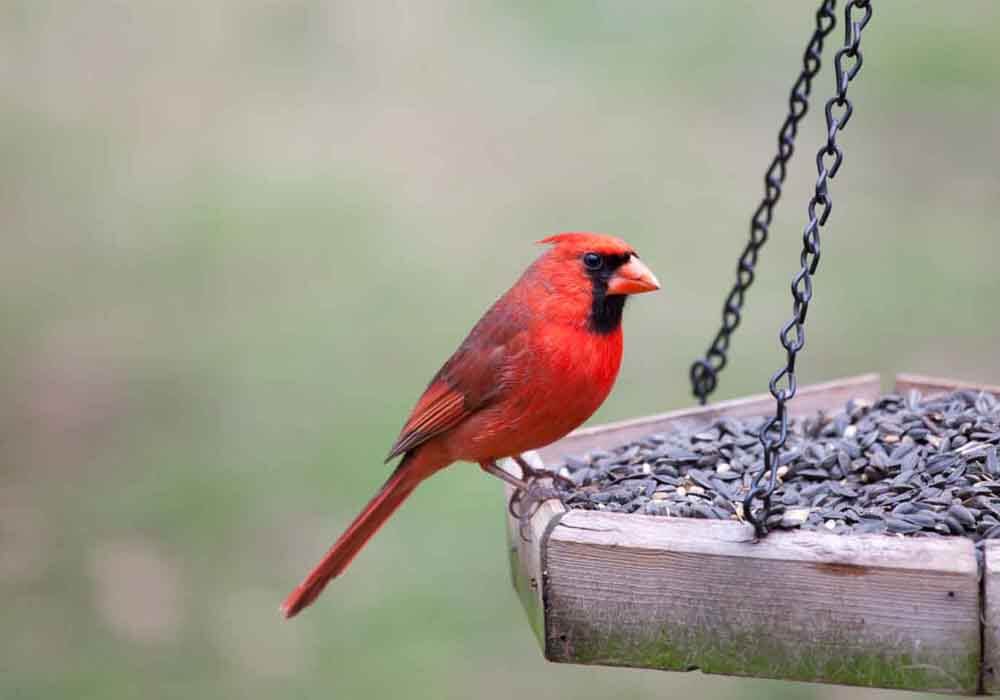 These 7 tips on how to make birds find your bird feeder are sure to lure many different bird types to your garden feeder.