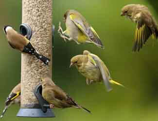 birds eating at a bird feeder how to make birds find your bird feeder