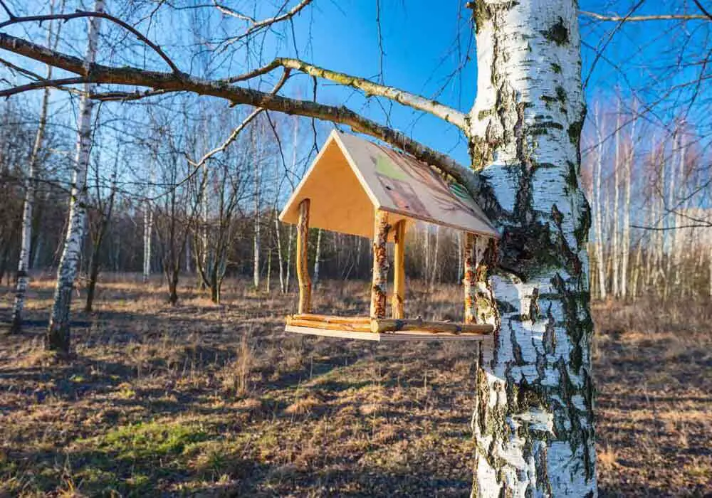 what happens if i stop feeding birds