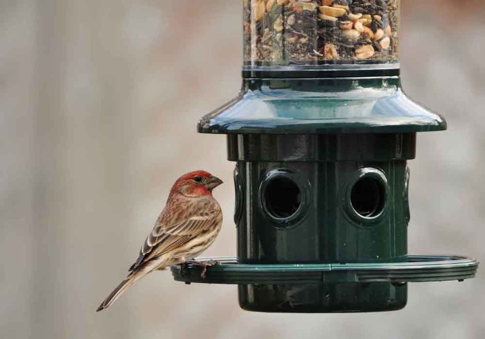 best bird feeders
