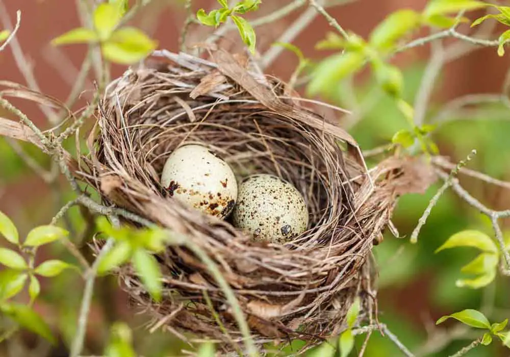 two bird eggs in a nest fun facts about bird eggs