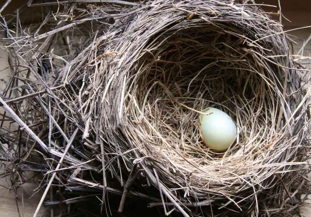 what is inside a bird egg