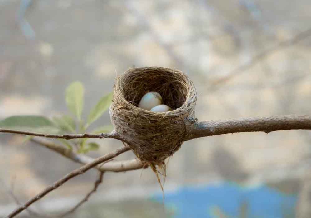 do birds reject eggs touched by humans