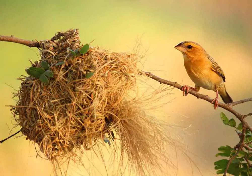 When Do Birds Lay Eggs What Determines When when-do-birds-lay-eggs-what-determines-when