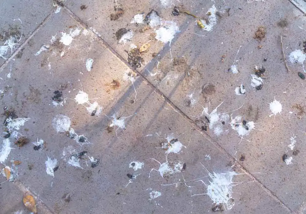 facts about bird poop