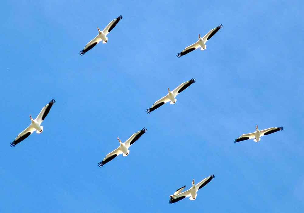 birds flying overhead birds in flight