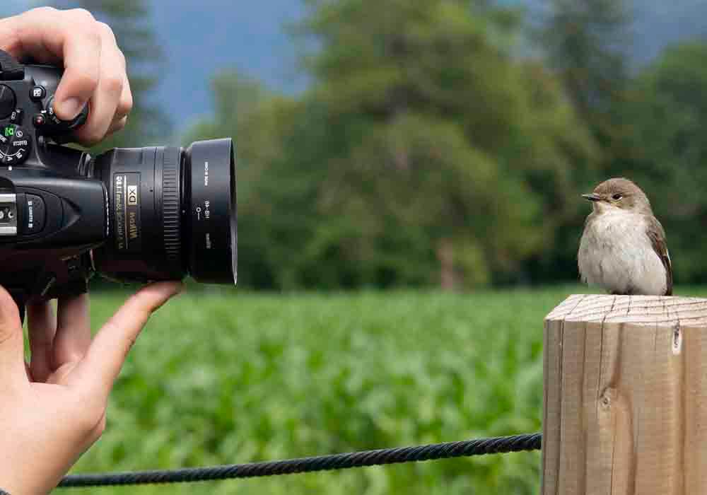 bird feeders with cameras