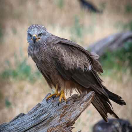 black kite black kite