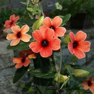 black eyed susan in a garden black eyed susan