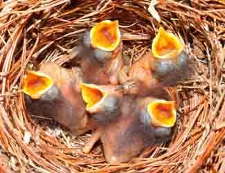 bluebird babies in a nest bluebird babies facts