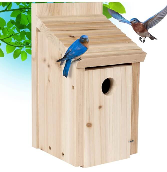BlueBirdHouse-6