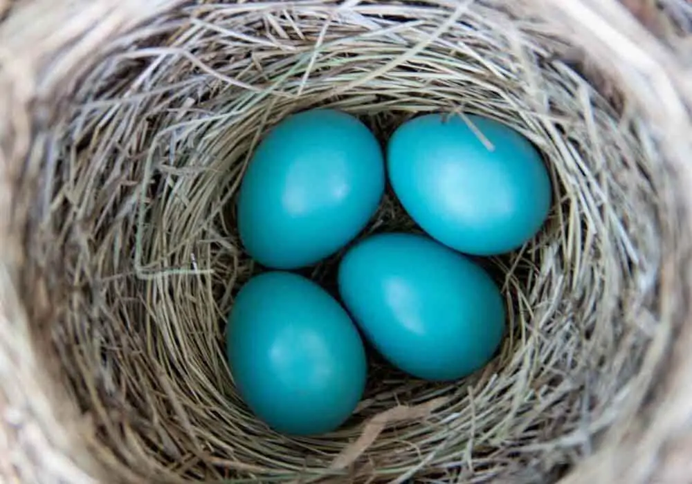 Bluebird Egg Facts 8 Things You Never Knew About Them